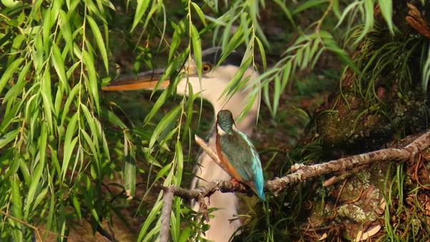 背後が気になるカワセミの写真