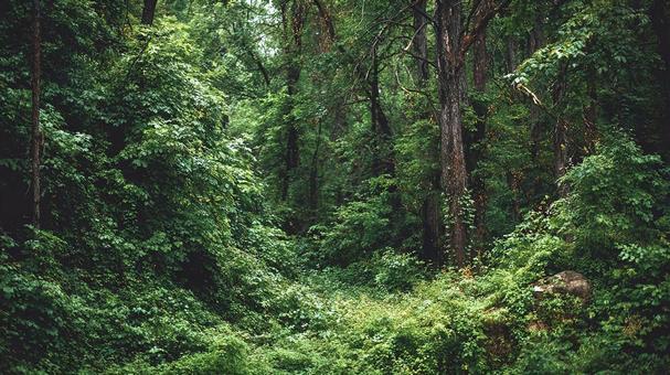 森林の生命力、深まる緑 森林の生命力、深まる緑の写真