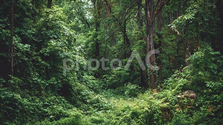 森林の生命力、深まる緑 森,森林,木の写真素材
