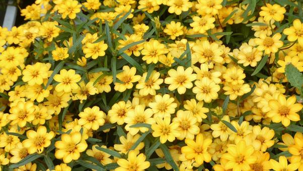 夏の花 姫百日草の花 ジニアリネアリス 夏の花 姫百日草の花 ジニアリネアリス 花,姫百日草,ジニア・リネアリスの写真素材