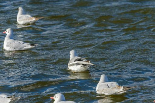 水面を漂うユリカモメたち 水面を漂うユリカモメたちの写真
