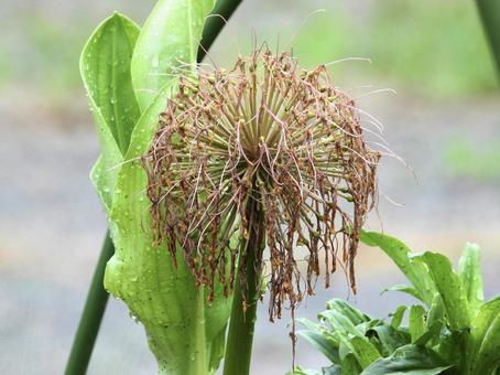 枯れてしまった花 枯れてしまった花 植物,花,川辺の写真素材