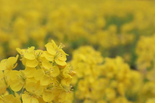 菜の花 菜の花の写真