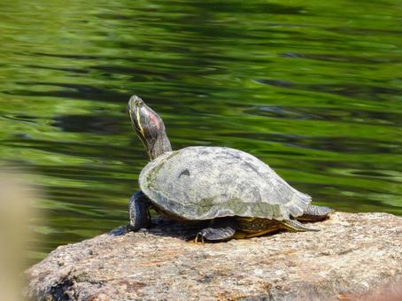 甲羅干しするアカミミガメ ミシシッピアカミミガメ,動物,爬虫類の写真素材