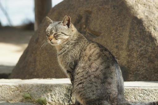 cat, JPG cat, JPG