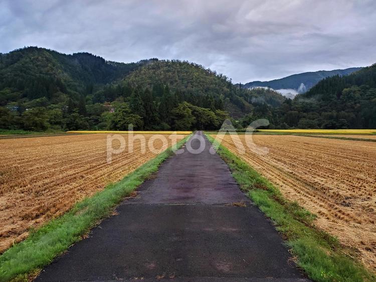 刈りとられた稲穂・あきたこまち 稲,稲穂,収穫の写真素材