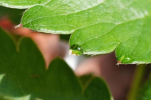 苺苗の葉水（マクロ撮影）04 苺,イチゴ,苺苗の写真素材