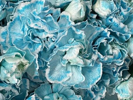 花（カーネーション） 花,アップ,植物の写真素材