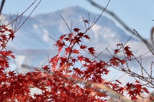 雪　紅葉　妙高山 空,晴天,眺めの写真素材