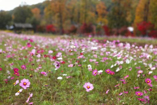 コスモス 2013 02の写真