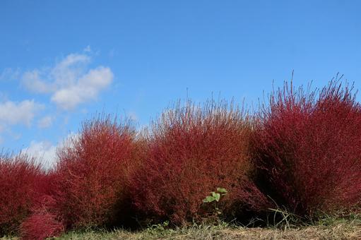 赤いコキア畑と青空と雲の秋の風景 赤い,コキア畑,青空の写真素材