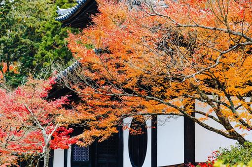 紅葉したモミジ|宝福寺 紅葉したモミジ|宝福寺 もみじ,美しい,カラフルの写真素材