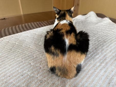 Photo, cat, san mao cat, miquet, 