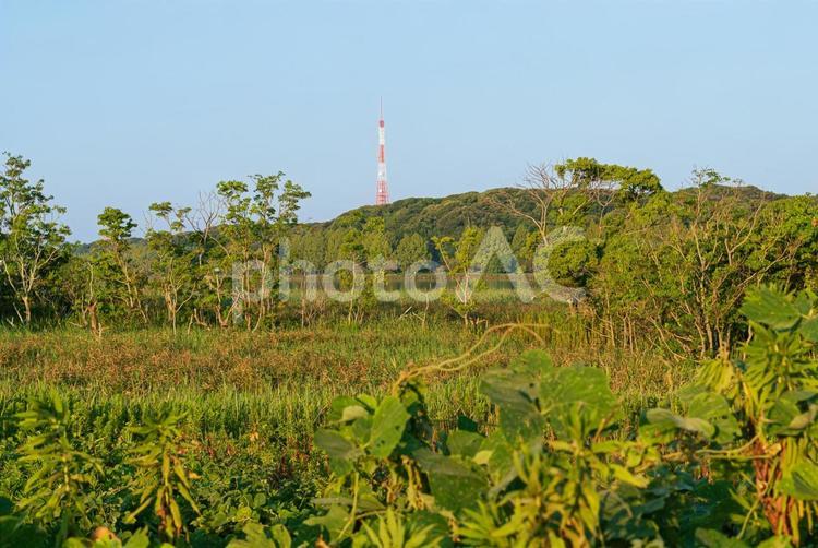 早朝の鬱蒼とした草木に覆われた佐鳴湖畔 湖,湖畔,湖面の写真素材
