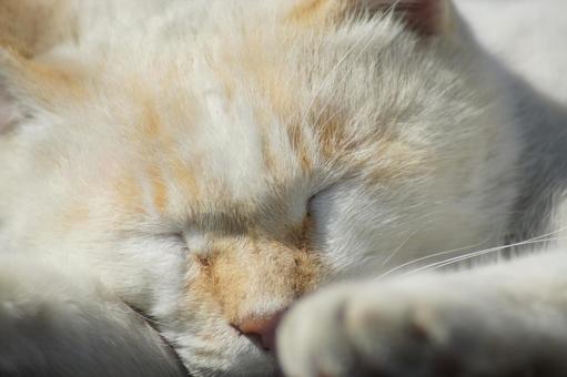ねこ ねこ にゃんこ,可愛い,野良猫の写真素材