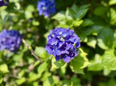 Photo, shifang mountain, natural, flower, 