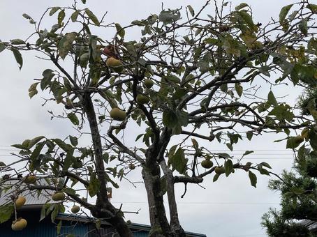柿の木 柿,木,葉の写真素材