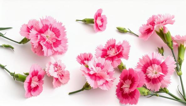 秋の花 ナデシコ 秋の花 ナデシコの写真