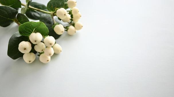 ヒペリカム ヒペリカム,白,白い実の写真素材