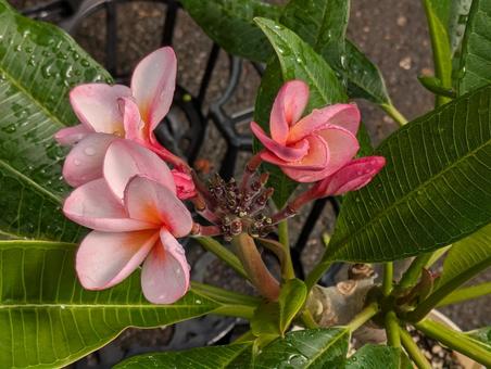 Plumeria flower, JPG Plumeria flower, JPG