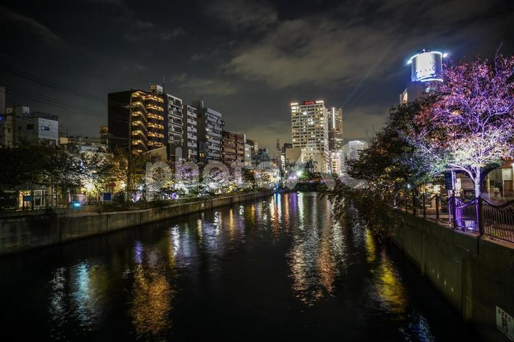 大岡川のライトアップと横浜の街並み 大岡川,川,横浜の写真素材