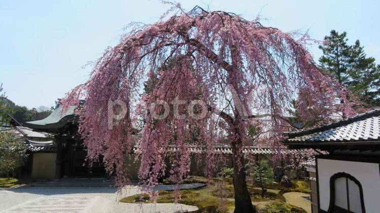 高台寺　波心庭の枝垂れ桜　枯山水 高台寺,臨済宗,北政所の写真素材