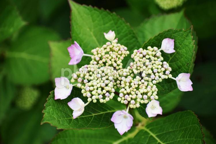 ガクアジサイ（額紫陽花） ガクアジサイ,額紫陽花,紫陽花の写真素材