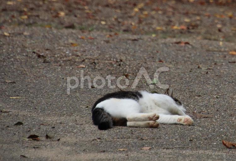 地面で昼寝をする野良猫 野良猫,ネコ,肉球の写真素材