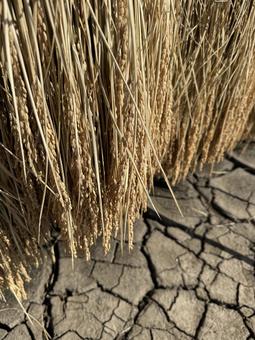 天日干しの稲(2025) 天日干しの稲(2025) 天日干し,はぜかけ,田んぼの写真素材