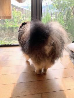 窓の外を眺める犬 窓の外を眺める犬の写真