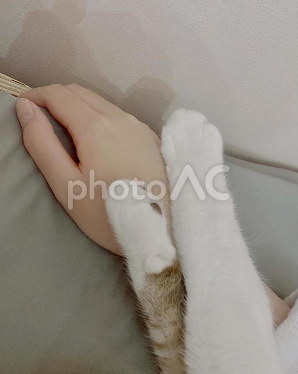 猫ちゃんの手と人間の手 猫,シャムトラ,微睡むの写真素材
