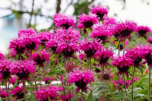 Photo, bergamot, flower, plant, 