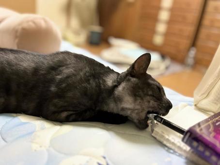 Photo, cat, tiny, a pet, 