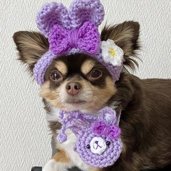うさぎだワン チワワ,犬,かわいいの写真素材