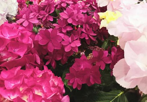 紫陽花 紫陽花の写真