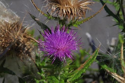 アメリカオニアザミ アメリカオニアザミ,亜米利加鬼薊,cirsiumの写真素材