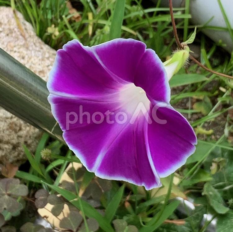 朝顔　紫　白縁 紫の花,朝顔,白縁の写真素材