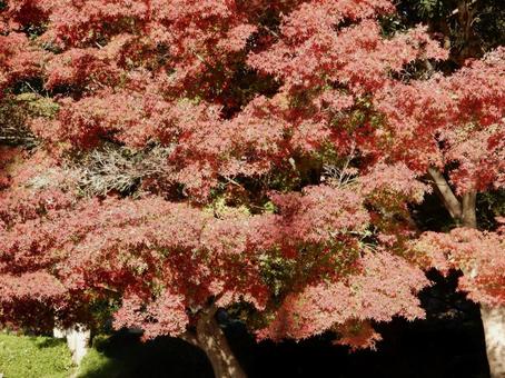 【紅葉写真】美しい紅葉 紅葉,自然,風景の写真素材