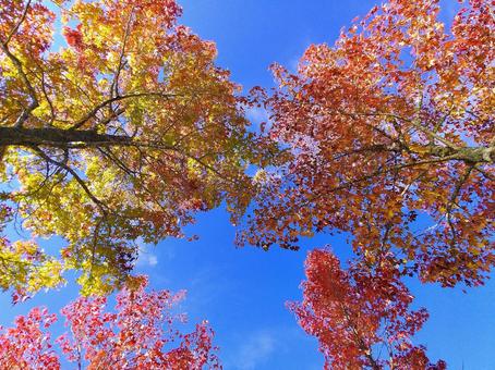 青空に映えるモミジバフウの鮮やかな紅葉 青空に映えるモミジバフウの鮮やかな紅葉の写真
