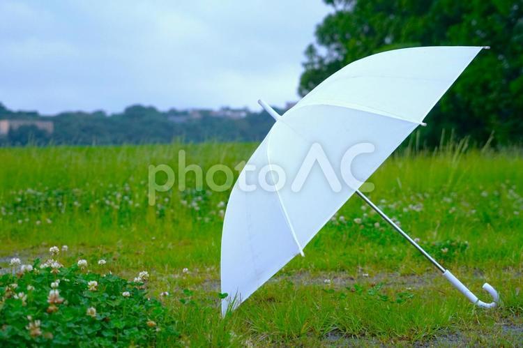 梅雨の草原の白傘② 傘,草原,広場の写真素材