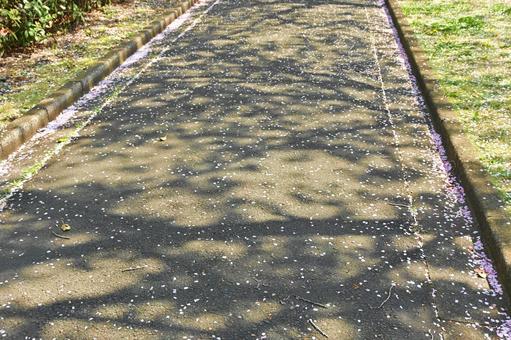 桜の花びら散る歩道 桜の花びら散る歩道の写真