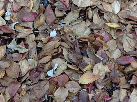 落ち葉のテクスチャ 落ち葉,枯草,紅葉の写真素材