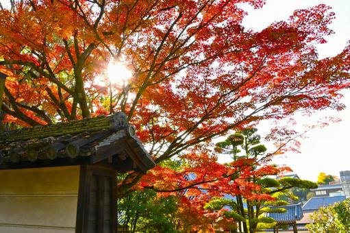  菩提院大御堂の紅葉風景 菩提院大御堂,十三鐘,三条通りの写真素材