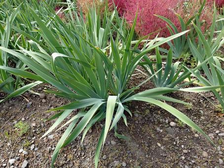 晩秋の植物 草,１１月,晩秋の写真素材