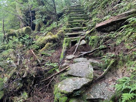 Green Road (Yakushima), JPG