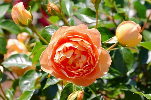 薔薇　パットオースチン 薔薇,パットオースチン,オレンジの写真素材