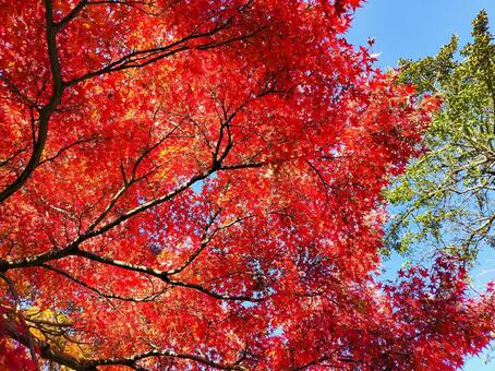 紅葉のもみじ林　伊豆の修善寺虹の郷にて 紅葉,モミジ,紅葉狩りの写真素材