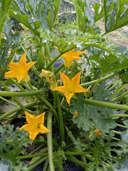 ズッキーニ ズッキーニ ズッキーニ,花粉,ズッキーニの雄花の写真素材