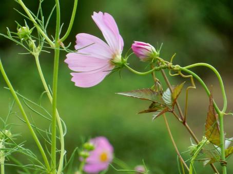 【花の写真】コスモス（秋桜） コスモス,秋桜,自然の写真素材