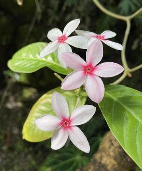 可憐 花,ピンク,かわいいの写真素材